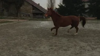 Au galop!
