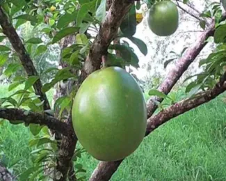 La calebasse