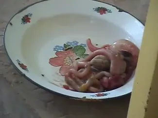 Le tube digestif de la poule