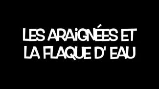 Les araignées et la flaque d'eau