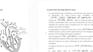 Système cardio-vasculaire