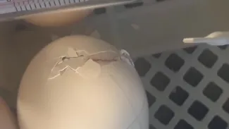 Naissance des poussins