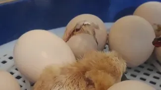 Naissance des poussins - 2