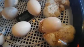 Naissance des poussins - 3