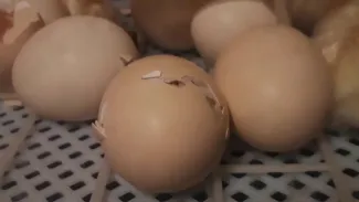 Naissance des poussins - 4