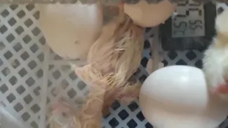 Naissance des poussins - 5