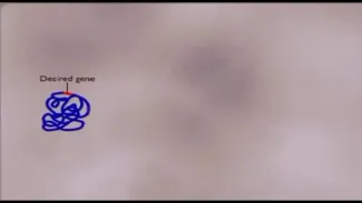 BanqueGene