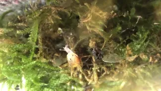 Bébé escargot