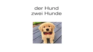 Die Haustiere
