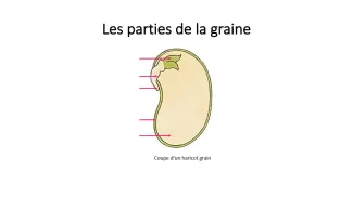 Les parties de la graine