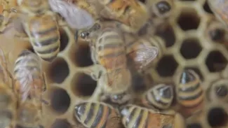 indispensables pollinisateurs
