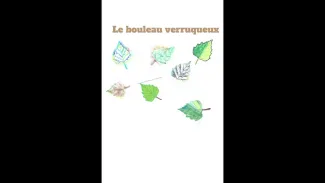 Le bouleau verruqueux 