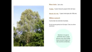 Le saule blanc