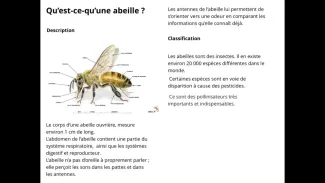 Les abeilles