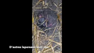 Bébés lapins 