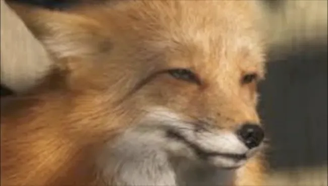 LE RENARD