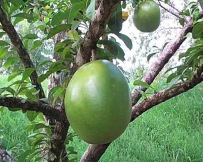 La calebasse
