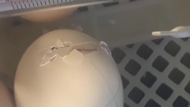 Naissance des poussins
