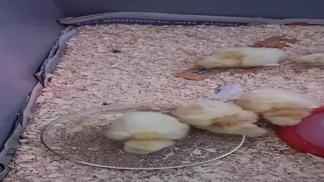Les poussins - 4