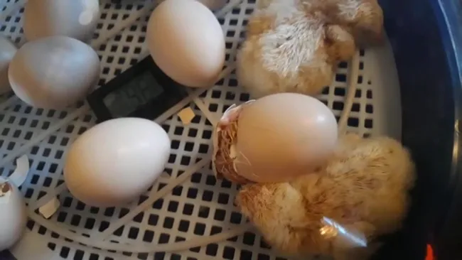 Naissance des poussins - 3