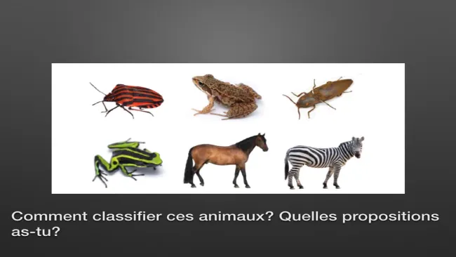 la classification des animaux- il faut de l'ordre