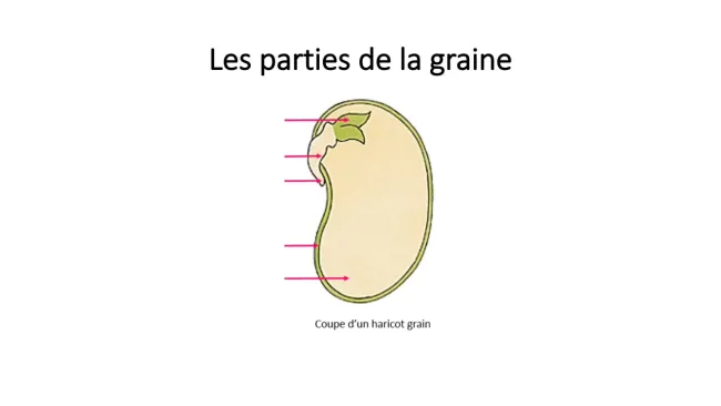 Correction de la fiche "La structure de la graine"