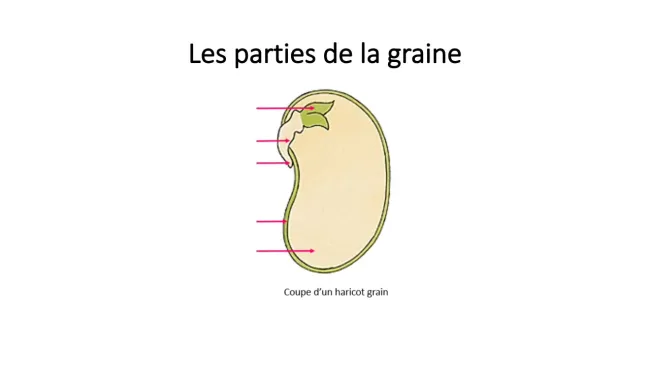 Les parties de la graine