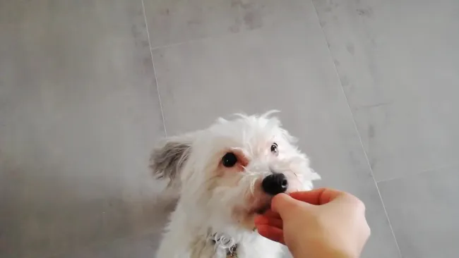 How to train your dog? by Charlotte