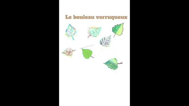 Le bouleau verruqueux 