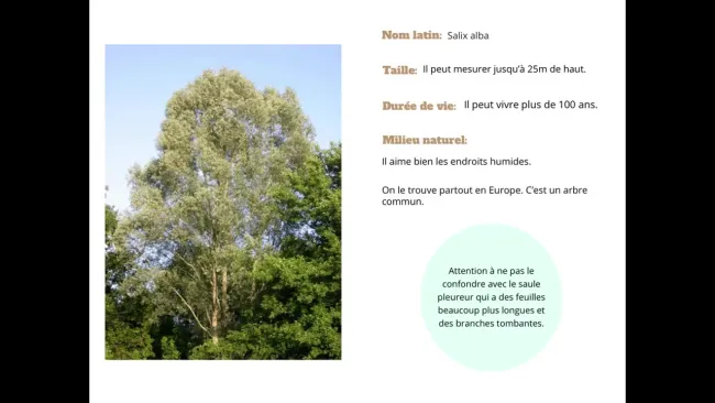 Le saule blanc