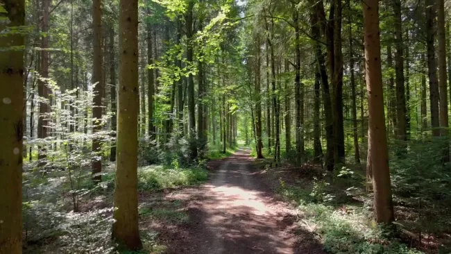 Promenade dans les bois de Ballens