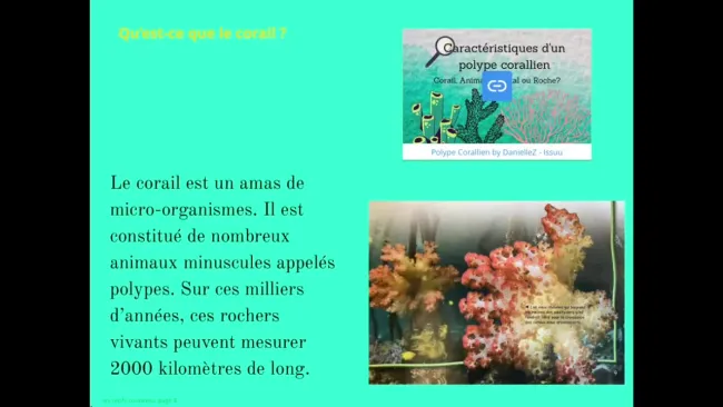 Le corail
