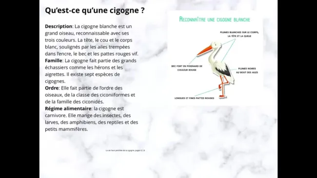 Les cigognes