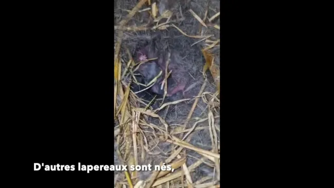 Bébés lapins 