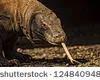 Les dragons de Komodo
