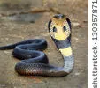 Le cobra royal