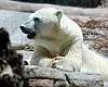 Les ours