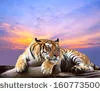 Les tigres