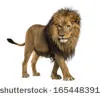 Les lions