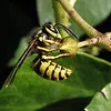 Les abeilles