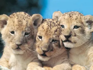Le lion