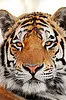Le tigre