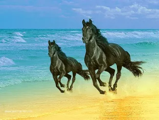 Le cheval