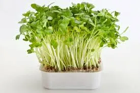 La germination : Expérience cresson