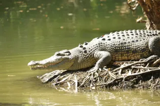 A la recherche de Gus, le croco mangeur d'hommes