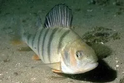 La pêche