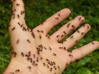 Les fourmis