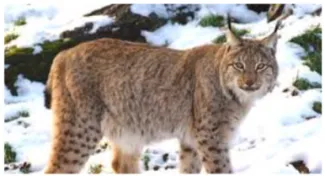 Le lynx