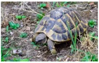 La tortue