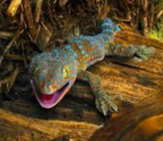 Le gecko 